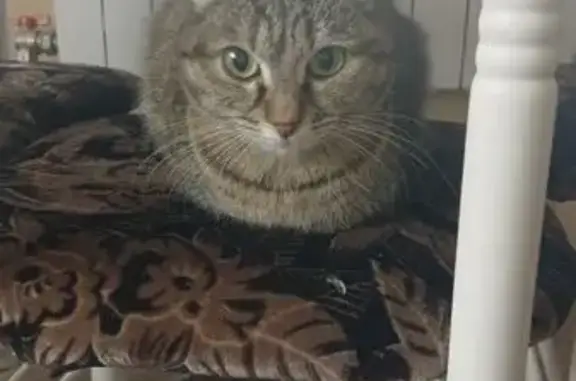 Найдена кошка, Минусинск, фото: Кошка найдена, Абаканская 44, Минусинск