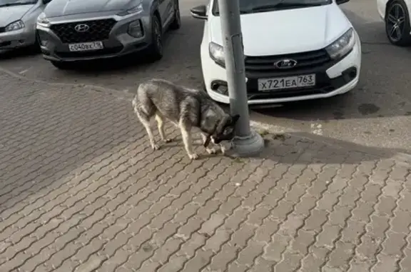 Найдена собака, Казань, фото: Хаски найдена: Мамадышский тракт, 46