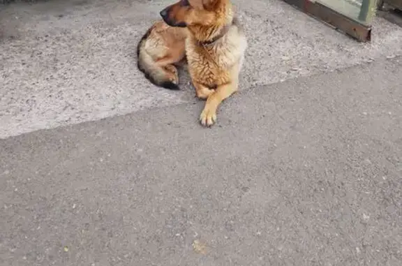 Найдена собака, Свободный проспект, Красноярск