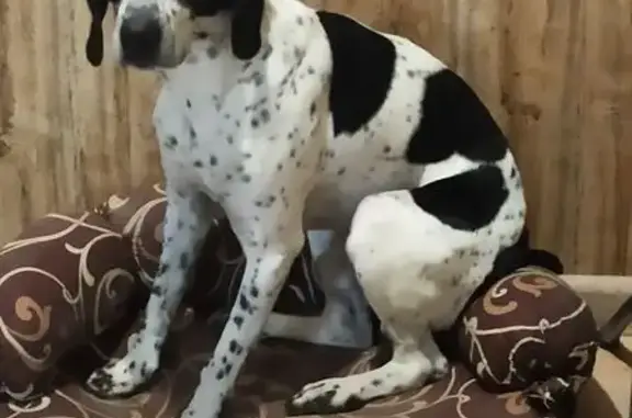 Пропала собака, А-181, Куйвозово