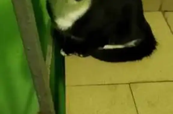 Кошка найдена на Бакинской, 22, Москва