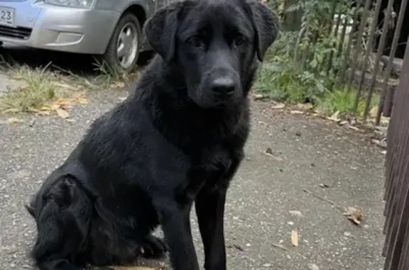 Найден лабрадор, Краснооктябрьская 30, Майкоп