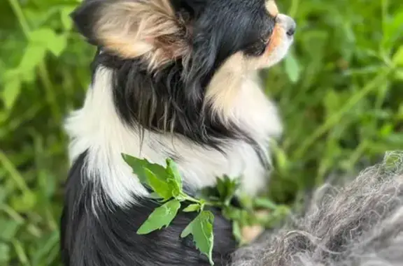 Пропала чихуахуа, Хуторская 55, Курск