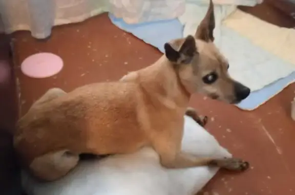 Слепая собака найдена на Вологдина, Парголово