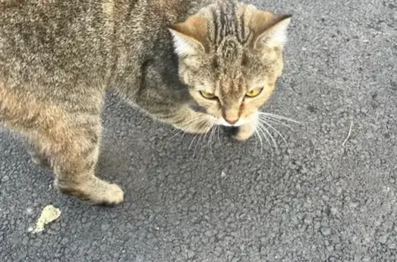 Трехцветная кошка найдена на Ломжинской, 13