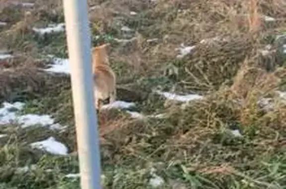 Найдена собака, Тогучин, фото: Собака найдена: Майская ул., 54, Тогучин