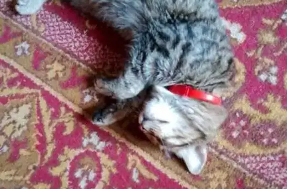 Пропала кошка, Звёздная ул., 7, Сатка