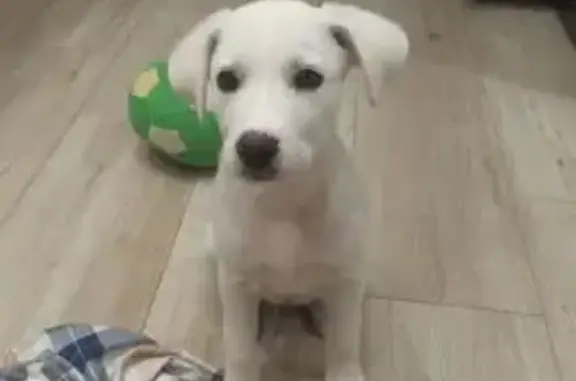 Найдена собака, Худякова 12 к1, Челябинск