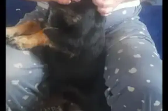 Пропала собака: Стахановская 12, Кемерово