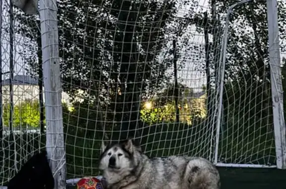 Собаки потеряшки, , фото: Потеряшка собака, СТ Строитель 2, Дербышки