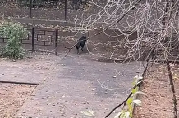 Собака найдена: Ватутина, 16, Воронеж