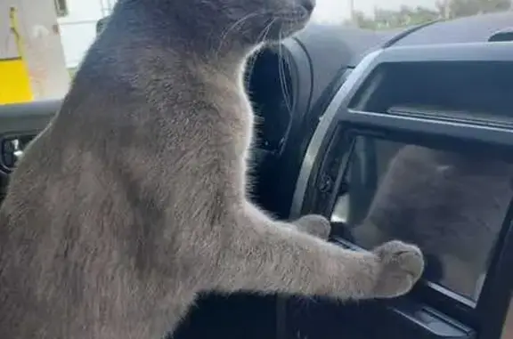 Объявления о пропавших и найденных животных, Владикавказ, фото: Пропала кошка, ул. Куйбышева, 124/5