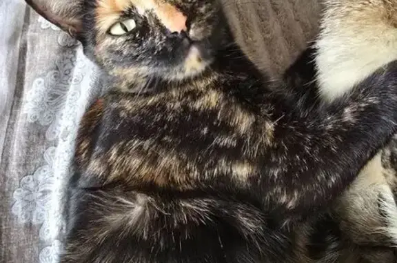 Кошки потеряшки, Томск, фото: Потеряшка кошка, ул. Гоголя 8, Томск