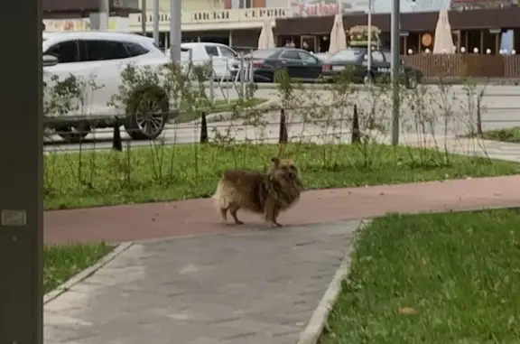 Найдена собака, Ессентуки, фото: Собака найдена у ул. Маркова, 65А, Ессентуки