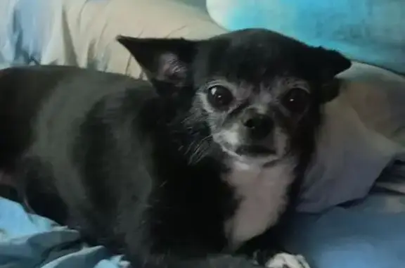 Пропала собака, Плановая ул. 14, Металлострой