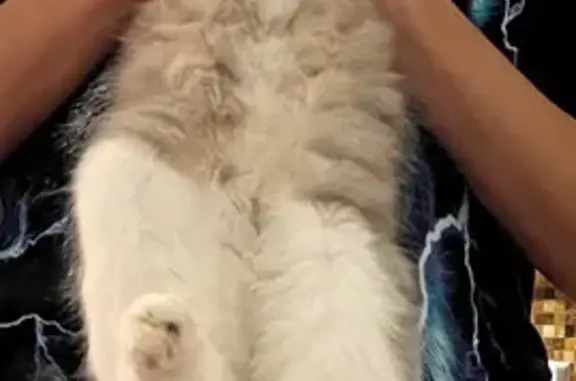 Кошки потеряшки, Патрушева, фото: Потеряшка кошка, ул. Пушкина, 14, Патрушева