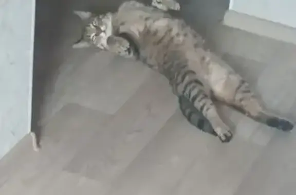 Кошки потеряшки, Энгельс, фото: Потеряшка кошка, Энгельс, Ломоносова 19