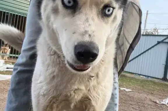 Найдена собака, , фото: Собака найдена в Нагаево, Башкортостан