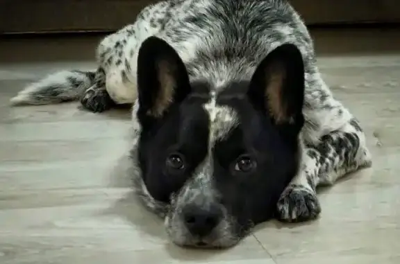 Пропала собака, ул. Лобачевского, 128