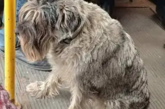 Собака найдена в трамвае на Гагарина, 163