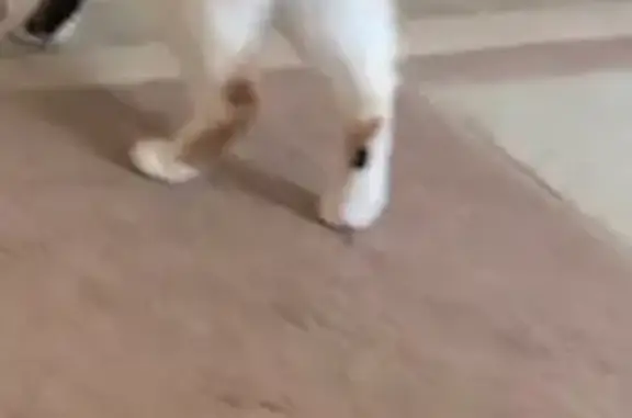 Пропала кошка, Воровского 56, Сочи