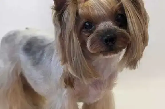 Пропала собака, Айзмана 86, Чебоксары