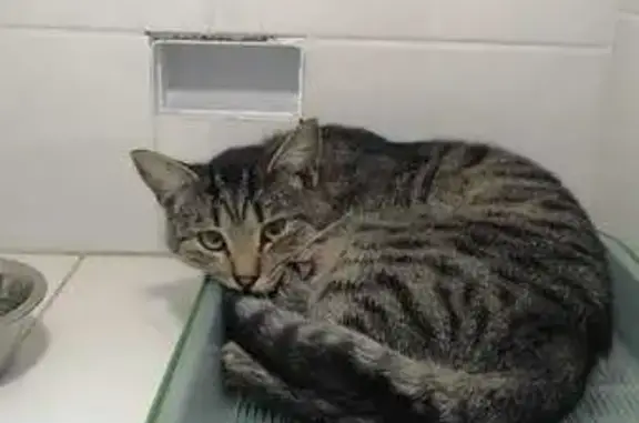 Найдена кошка, Иваново, фото: Кошка найдена на пр. Текстильщиков, Иваново