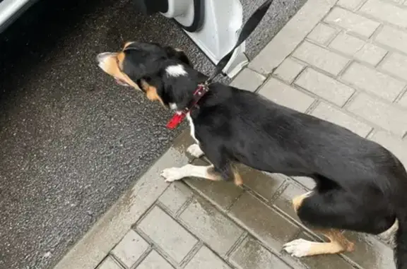 Найдена собака, Парголово, фото: Собака найдена на Ольгинской дороге, Парголово