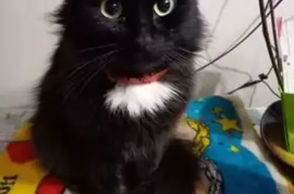 Кошки потеряшки, Томск, фото: Потеряшка кошка, Военный пер., 4, Томск