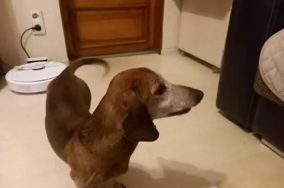 Найдена собака, Новосибирск, фото: Такса найдена: пр. Дзержинского, 71, НСК