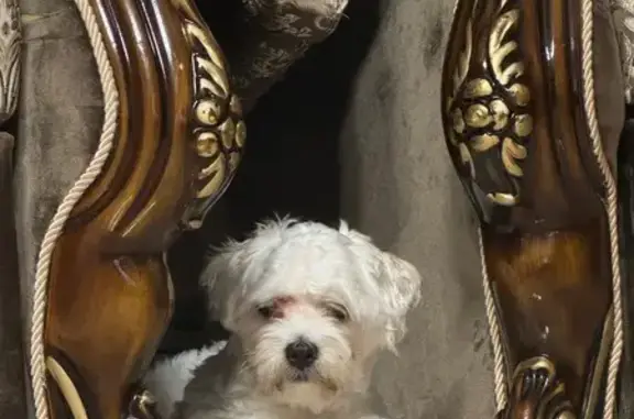 Собаки потеряшки, , фото: Потеряшка собака, пер. Кувшинок, г.о. Сириус