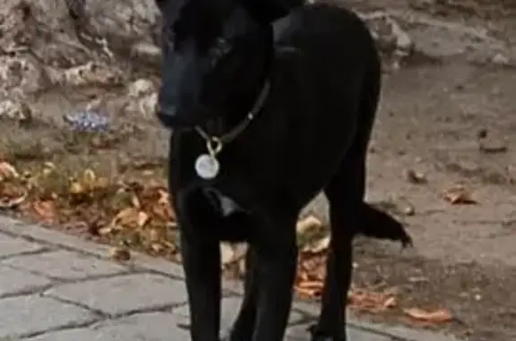 Собака найдена: ул. З. Маресевой, Волгоград