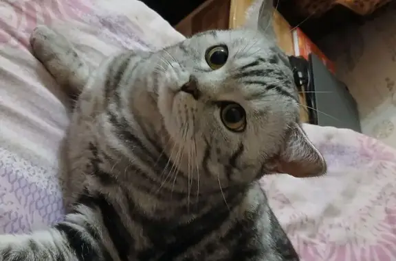 Кошки потеряшки, Чита, фото: Потеряшка кошка, ул. Труда 7, Чита