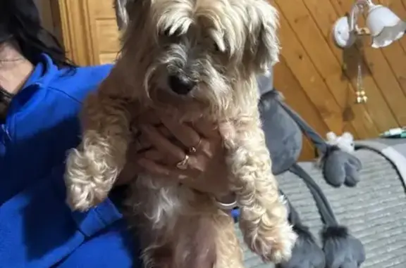 Найдена собака, Алексин, фото: Собака найдена: ш. Генерала Короткова, Алексин