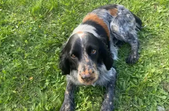 Найденные животные Изобильный, фото: Собака найдена: Ленинградская 1, Изобильный