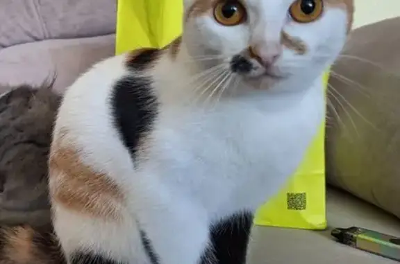 Кошки потеряшки, Нижний Новгород, фото: Потеряшка кошка, Снежная ул. 29 к3, НН