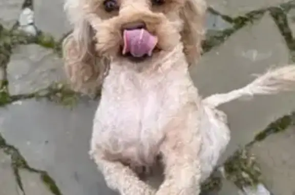 Пропала собака на ул. Академика Миллионщикова