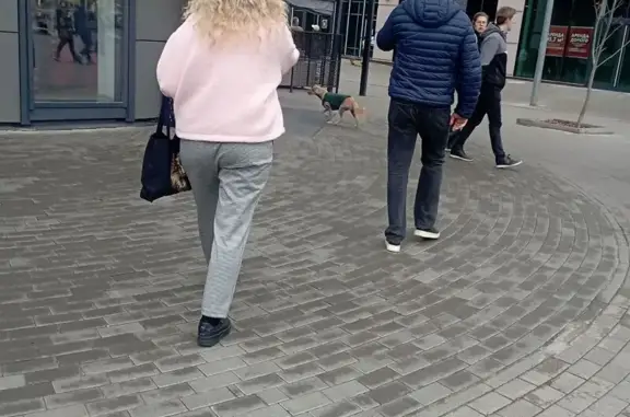 Рыжая собака найдена: Крюковская пл., с2