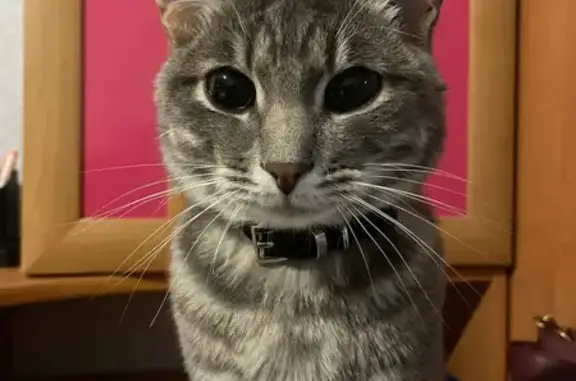 Пропала кошка, Луговой пр., 12 к2, Москва