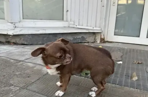 Найдена собака, Санкт-Петербург, фото: Чихуахуа найдена у Новочеркасского пр. 27