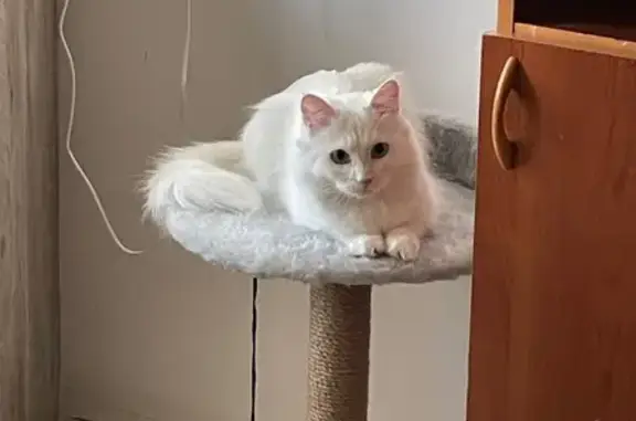 Кошки потеряшки, Чита, фото: Потеряшка кошка, Казачья ул. 26, Чита