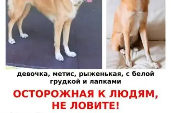 Пропала собака на Крымском мосту, Крым