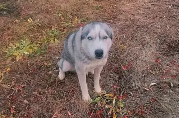 Собака найдена в Пыркино, Пензенская обл.