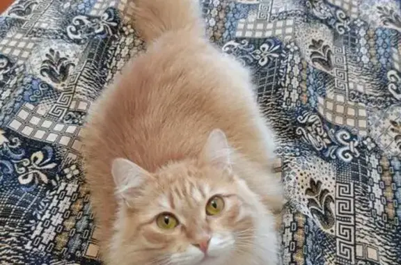 Кошки потеряшки, , фото: Потеряшка кошка на Московском шоссе, 166