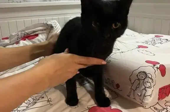 Найдена кошка, Шахты, фото: Котик найден: пр. Карла Маркса, 155В, Шахты