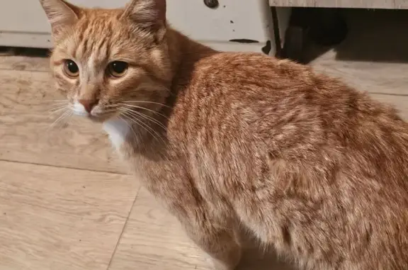 Пропал кот, ул. Победы, 121, Тихорецк