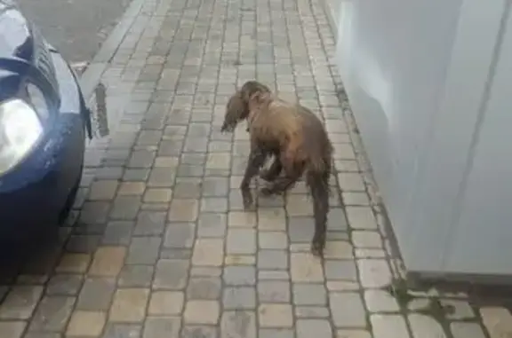 Найдена собака на ул. Красных Партизан, 42