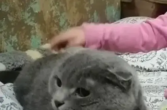 Кошки потеряшки, , фото: Потеряшка кот, Первомайская 46, Знаменка