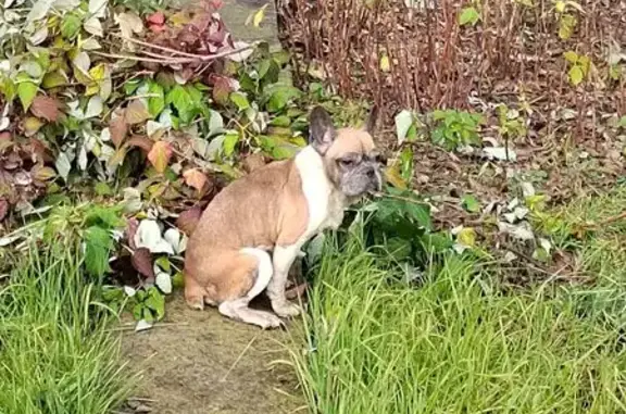 Собака найдена: Елецкая ул., 29, Липецк