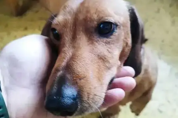 Найдена собака, Москва, фото: Найдена такса: Задонский проезд, 24 к1